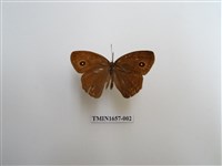 藏品(小眉眼蝶)的圖片